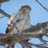 Coopers Hawk