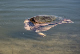 Snapping Turtles   (3 photos)
