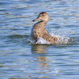 Blue-winged Teal  