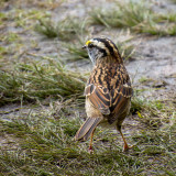 White-throated Sparrow