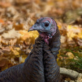 Wild Turkey