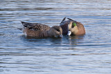 American Wigeons