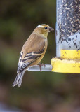 American Goldfinch