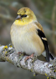 American Goldfinch