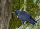 American Crow