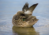 Blue-winged Teal  