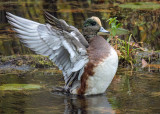 American Wigeon