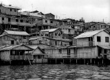 Seen from a boat, Manaus area.