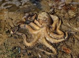 Praia da Costeira do Pirajuba; the dead octopus. 