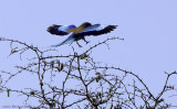 Lilac breasted roller in flight back side 