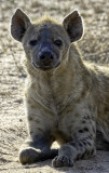 Hyena male Comet with heavy backlighting