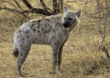 Male hyena Swazi at Tortoise pan kill that was stolen from Shasha