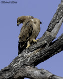 Tawney eagle - rufous morph