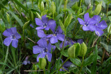 Vinca minor