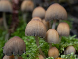 Coprinus micaceus