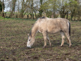 Horses