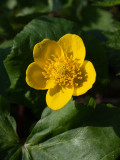 Caltha palustris