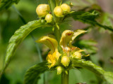 Lamium galeobdolon subsp. montanum 