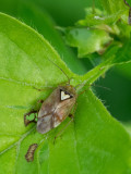 Miridae sp.