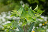 Euphorbia lathyris  