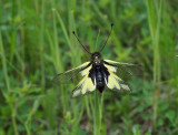 Libelloides coccajus