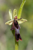 Ophrys insectifera