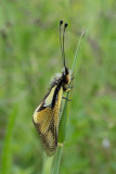 Libelloides coccajus