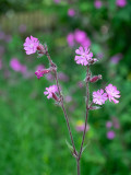 Silene dioica