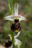 Ophrys holoserica