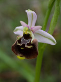 Ophrys holoserica