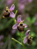 Ophrys holoserica