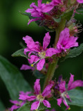 Lythrum salicaria