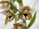 European wild orchids