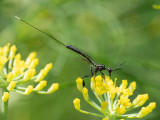 Gasteruption jaculator ♀