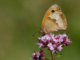 Maniola jurtina ♀