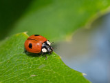 Beetles and Ladybirds