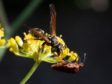 Polistes dominilus    