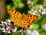 Polygonia c-album