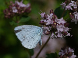 Celastrina argiolus   