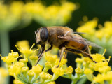 Eristalis tenax