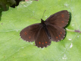 Erebia meolans   