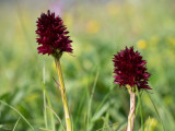 Gymnadenia rhellicani