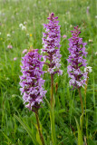 Gymnadenia conopsea
