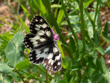 Melanargia galathea