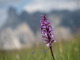 Gymnadenia odoratissima
