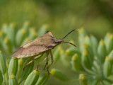 Carpocorus fuscispinus
