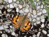 Vanessa cardui  