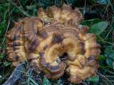 Meripilus giganteus 