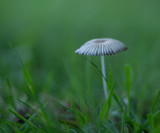 Coprinus plicatilis