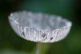 Coprinopsis lagopus